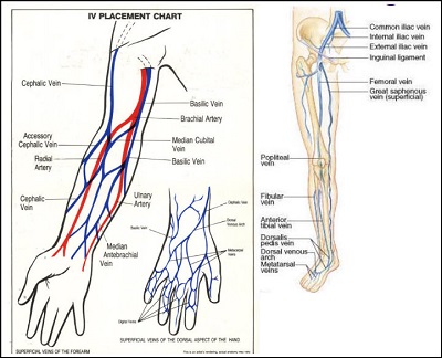 IV Placement Chart