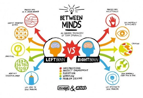 functions and characteristics of left and right brain