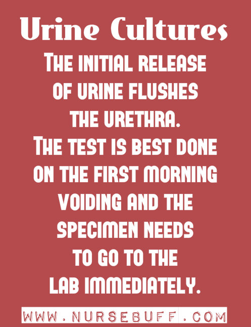 urine cultures nursing mnemonics