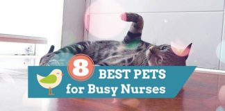 pets for nurses