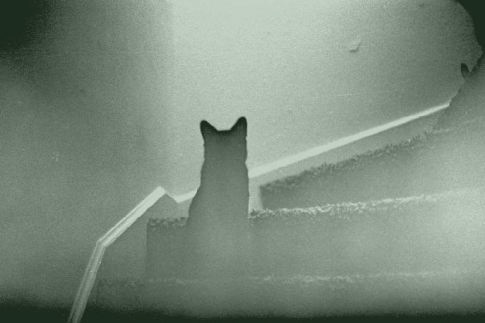 ghost-cat