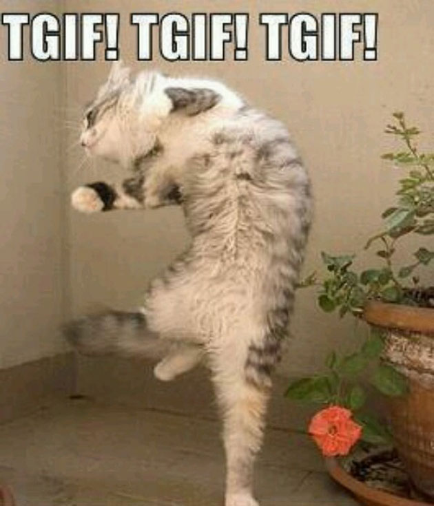 cat dancing tgif friday memes