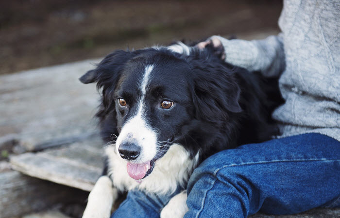 can i train my dog to be an emotional support dog