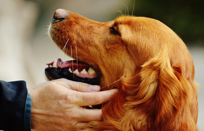 best therapy dog breeds